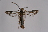  ( - CCDB-04643 H10)  @11 [ ] CreativeCommons - Attribution Non-Commercial Share-Alike (2010) Sesiidae Research Group Sesiidae Research Group