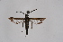  ( - CCDB-04687 E09)  @12 [ ] CreativeCommons - Attribution Non-Commercial Share-Alike (2010) Sesiidae Research Group Sesiidae Research Group