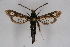  ( - CCDB-04687 H10)  @13 [ ] CreativeCommons - Attribution Non-Commercial Share-Alike (2010) Sesiidae Research Group Sesiidae Research Group