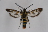  ( - CCDB-04684 F08)  @14 [ ] CreativeCommons - Attribution Non-Commercial Share-Alike (2010) Sesiidae Research Group Sesiidae Research Group