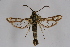  (Chamaesphecia cf. adelpha - CCDB-04613 B06)  @13 [ ] CreativeCommons - Attribution Non-Commercial Share-Alike (2010) Sesiidae Research Group Sesiidae Research Group