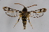 ( - CCDB-04613 C10)  @14 [ ] CreativeCommons - Attribution Non-Commercial Share-Alike (2010) Sesiidae Research Group Sesiidae Research Group