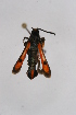  ( - CCDB-04613 D05)  @12 [ ] CreativeCommons - Attribution Non-Commercial Share-Alike (2010) Sesiidae Research Group Sesiidae Research Group