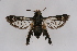  ( - CCDB-04685 B03)  @12 [ ] CreativeCommons - Attribution Non-Commercial Share-Alike (2010) Sesiidae Research Group Sesiidae Research Group