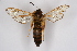  ( - CCDB-04685 C06)  @13 [ ] CreativeCommons - Attribution Non-Commercial Share-Alike (2010) Sesiidae Research Group Sesiidae Research Group