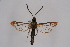  ( - CCDB-04686 D07)  @13 [ ] CreativeCommons - Attribution Non-Commercial Share-Alike (2010) Sesiidae Research Group Sesiidae Research Group