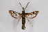  ( - CCDB-04686 F05)  @13 [ ] CreativeCommons - Attribution Non-Commercial Share-Alike (2010) Sesiidae Research Group Sesiidae Research Group