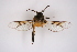  ( - CCDB-04612 G03)  @12 [ ] CreativeCommons - Attribution Non-Commercial Share-Alike (2010) Sesiidae Research Group Sesiidae Research Group