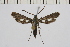  ( - CCDB-04612 F10)  @14 [ ] CreativeCommons - Attribution Non-Commercial Share-Alike (2010) Sesiidae Research Group Sesiidae Research Group