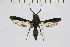  ( - CCDB-04641 A02)  @13 [ ] CreativeCommons - Attribution Non-Commercial Share-Alike (2010) Sesiidae Research Group Sesiidae Research Group