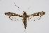  ( - CCDB-04641 A08)  @12 [ ] CreativeCommons - Attribution Non-Commercial Share-Alike (2010) Sesiidae Research Group Sesiidae Research Group