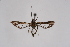  ( - BOX-2218 B09)  @11 [ ] CreativeCommons - Attribution Non-Commercial Share-Alike (2009) Unspecified Sesiidae Research Group