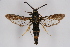  ( - BOX-2218 D04)  @11 [ ] CreativeCommons - Attribution Non-Commercial Share-Alike (2009) Unspecified Sesiidae Research Group