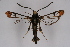  ( - BOX-2218 D12)  @14 [ ] CreativeCommons - Attribution Non-Commercial Share-Alike (2009) Unspecified Sesiidae Research Group