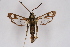  ( - BOX-2219 F08)  @14 [ ] CreativeCommons - Attribution Non-Commercial Share-Alike (2009) Unspecified Sesiidae Research Group