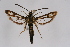  ( - BOX-2219 G06)  @11 [ ] CreativeCommons - Attribution Non-Commercial Share-Alike (2009) Unspecified Sesiidae Research Group