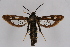  (Chamaesphecia amygdaloidis - CCDB-02110 H07)  @13 [ ] CreativeCommons - Attribution Non-Commercial Share-Alike (2009) Unspecified Sesiidae Research Group