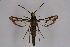  (Chamaesphecia mysiniformis - CCDB-02110 H11)  @14 [ ] CreativeCommons - Attribution Non-Commercial Share-Alike (2009) Unspecified Sesiidae Research Group