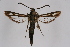 ( - CCDB-02111 A03)  @12 [ ] CreativeCommons - Attribution Non-Commercial Share-Alike (2009) Unspecified Sesiidae Research Group