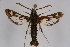  (Chamaesphecia osmiaeformis - CCDB-02111 B05)  @13 [ ] CreativeCommons - Attribution Non-Commercial Share-Alike (2009) Unspecified Sesiidae Research Group