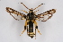  (Chamaesphecia proximata - CCDB-02111 C09)  @14 [ ] CreativeCommons - Attribution Non-Commercial Share-Alike (2009) Unspecified Sesiidae Research Group