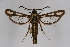  (Chamaesphecia leucopsiformis - CCDB-02112 B04)  @15 [ ] CreativeCommons - Attribution Non-Commercial Share-Alike (2009) Unspecified Sesiidae Research Group