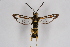  ( - CCDB-02113 C09)  @11 [ ] CreativeCommons - Attribution Non-Commercial Share-Alike (2009) Unspecified Sesiidae Research Group