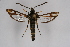  ( - CCDB-02113 D04)  @13 [ ] CreativeCommons - Attribution Non-Commercial Share-Alike (2009) Unspecified Sesiidae Research Group