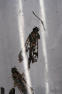  ( - CCDB-02113 H10)  @12 [ ] CreativeCommons - Attribution Non-Commercial Share-Alike (2009) Unspecified Sesiidae Research Group