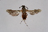  (Sophona - CCDB-02114 A03)  @14 [ ] CreativeCommons - Attribution Non-Commercial Share-Alike (2009) Unspecified Sesiidae Research Group