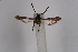  ( - CCDB-02114 B11)  @11 [ ] CreativeCommons - Attribution Non-Commercial Share-Alike (2009) Unspecified Sesiidae Research Group