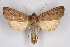  ( - CCDB-04645 D01)  @11 [ ] CreativeCommons - Attribution Non-Commercial Share-Alike (2009) Unspecified Sesiidae Research Group