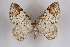 (Venusia blomeri - CCDB-04645 D04)  @15 [ ] Unspecified (default): All Rights Reserved  Unspecified Unspecified