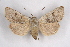  (Agrotis simplonia - CCDB-04645 H11)  @15 [ ] Unspecified (default): All Rights Reserved  Unspecified Unspecified