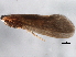  (Ceraclea ancylus - 10HDT-057)  @13 [ ] CreativeCommons - Attribution (2010) CBG Photography Group Centre for Biodiversity Genomics