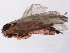  ( - GSEPT00705-105)  @13 [ ] CreativeCommons - Attribution (2010) CBG Photography Group Centre for Biodiversity Genomics