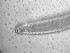  (Desmodora porosum - 1T11J17)  @11 [ ] CreativeCommons  Attribution Non-Commercial Share-Alike (2022) Marine Biology Laboratory, Ghent University Ghent University