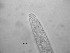  ( - 1T9K17)  @11 [ ] CreativeCommons  Attribution Non-Commercial Share-Alike (2022) Marine Biology Laboratory, Ghent University Ghent University