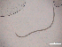  ( - 14E8L15)  @11 [ ] c (2015) Ellen Pape Ugent