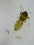  ( - GSSHH_Aley007)  @12 [ ] No Rights Reserved (2014) Unspecified University of Oslo, Natural History Museum