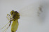  ( - GSSHH_Aley008)  @12 [ ] No Rights Reserved (2014) Unspecified University of Oslo, Natural History Museum