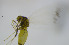  ( - GSSHH_Aley009)  @13 [ ] No Rights Reserved (2014) Unspecified University of Oslo, Natural History Museum
