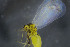  ( - GSSHH_Aley030)  @12 [ ] No Rights Reserved (2014) Unspecified University of Oslo, Natural History Museum