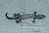  ( - ITBCZ_11184)  @11 [ ] CreativeCommons  Attribution Non-Commercial Share-Alike (2025) Nguyen Dang Hoang Vu Vietnam Academy of Science and Technology, Institute of Tropical Biology