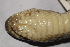  ( - ITBCZ_11184)  @11 [ ] CreativeCommons  Attribution Non-Commercial Share-Alike (2025) Nguyen Dang Hoang Vu Vietnam Academy of Science and Technology, Institute of Tropical Biology