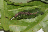  ( - ITBCZ_11007)  @11 [ ] CreativeCommons  Attribution Non-Commercial Share-Alike (2025) Nguyen Dang Hoang Vu Vietnam Academy of Science and Technology, Institute of Tropical Biology