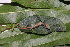  ( - ITBCZ_11007)  @11 [ ] CreativeCommons  Attribution Non-Commercial Share-Alike (2025) Nguyen Dang Hoang Vu Vietnam Academy of Science and Technology, Institute of Tropical Biology