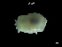  (Pleurobranchidae - LMBSCt6-003)  @14 [ ] Unspecified (default): All Rights Reserved  Unspecified Unspecified