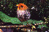  ( - IAvH-CT-07365)  @11 [ ] CreativeCommons - Attribution Non-Commercial Share-Alike (2019) Banco de Imágenes IAvH Instituto de Investigacion Alexander von Humboldt IAvH