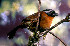  (Oreothraupis - IAvH-CT-04027)  @11 [ ] CreativeCommons - Attribution Non-Commercial Share-Alike (2019) Banco de Imágenes IAvH Instituto de Investigacion Alexander von Humboldt IAvH